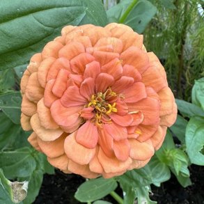 Zinnia 'Salmon Queen'