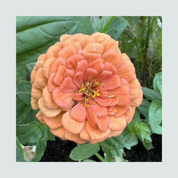 Zinnia 'Salmon Queen'