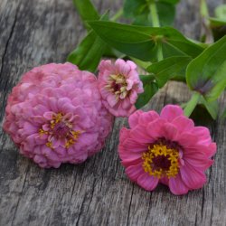 Zinnia 'Oklahoma Pink'