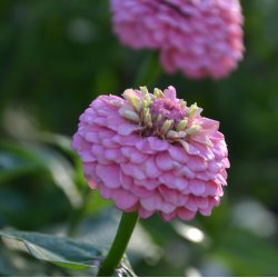 Zinnia 'Oklahoma Pink'