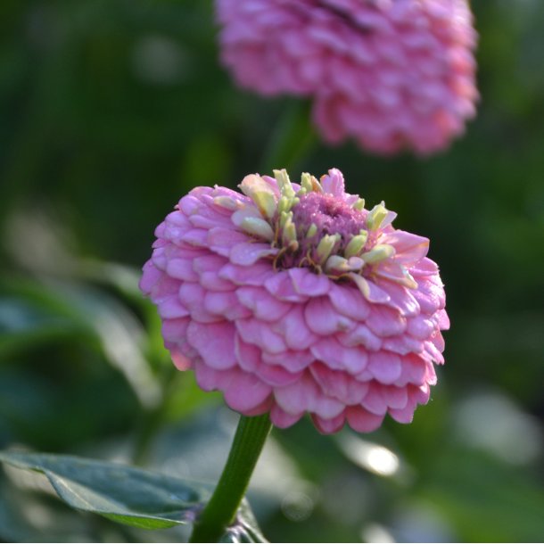 Zinnia 'Oklahoma Pink'