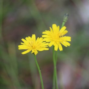 Almindelig kongepen - Hjemmehrende - XL