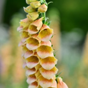 Fingerbl 'Primrose Yellow' - XL