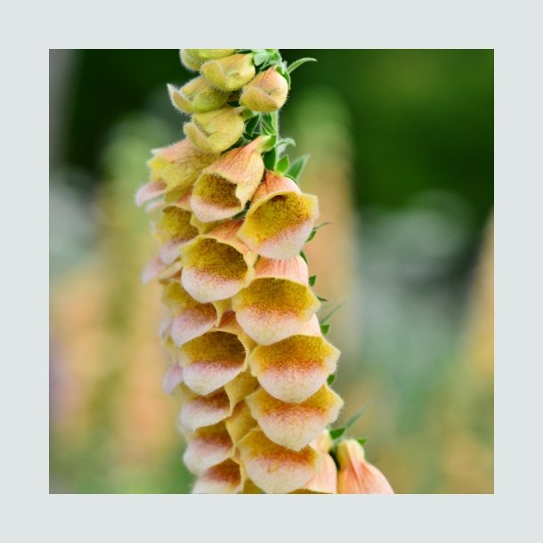 Fingerb�l 'Primrose Yellow' - XL