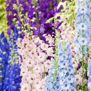 Ridderspore 'Giant Imperial mix' - XL