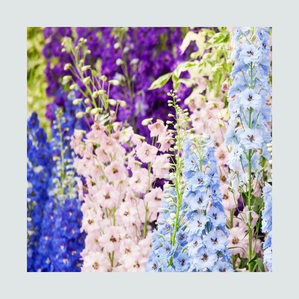 Ridderspore 'Giant Imperial mix' - XL