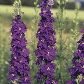 Ridderspore 'Blue Spire' - XL