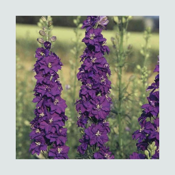 Ridderspore 'Blue Spire' - XL