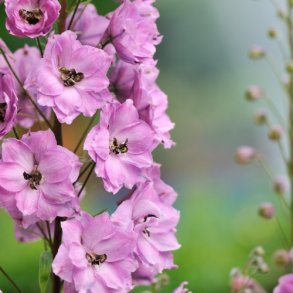 Ridderspore 'Perfection Pink' - XL