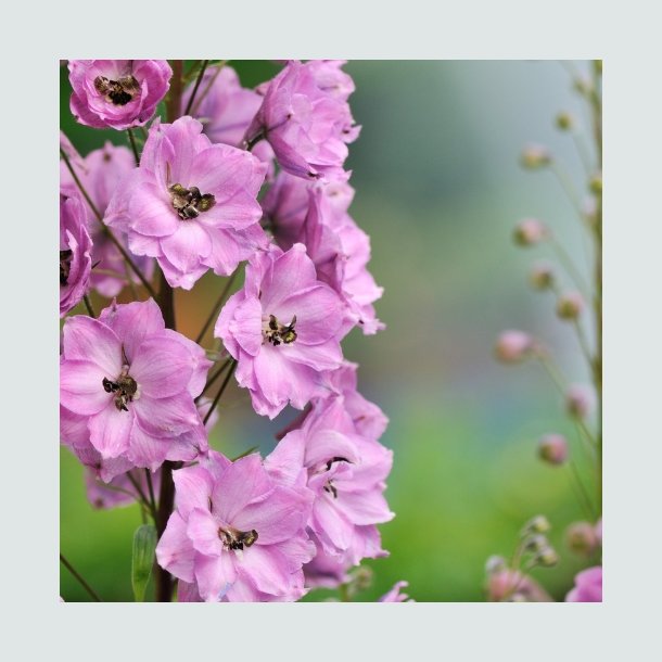 Ridderspore 'Perfection Pink' - XL