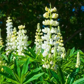 Staudelupin Russel 'Noble Maiden'