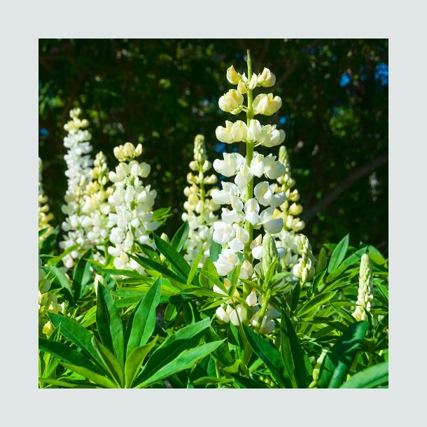 Staudelupin Russel 'Noble Maiden'