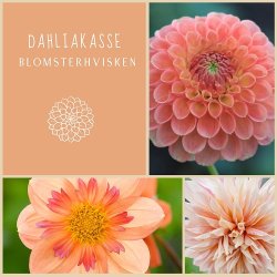 Dahliakasse Blomsterhvisken