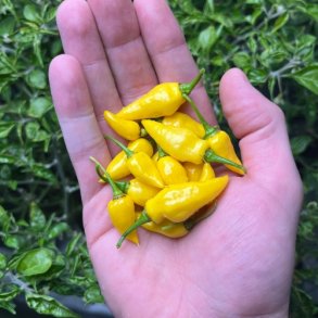 Chili 'Gelbes Rsselchen' - kologisk