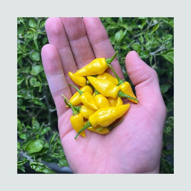 Chili 'Gelbes Rsselchen' - kologisk