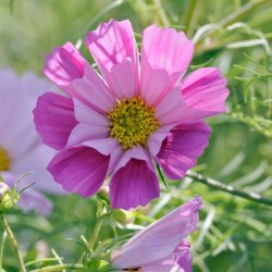 Cosmos 'Sea Shells' Mix - XL