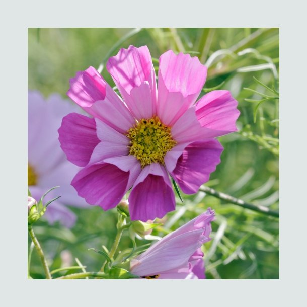 Cosmos 'Sea Shells' Mix - XL