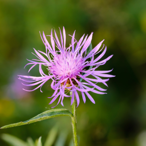 Knopurt purpurea 'Purple Violet'  - XL