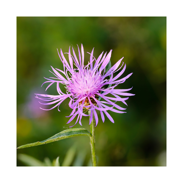 Knopurt purpurea 'Purple Violet'  - XL