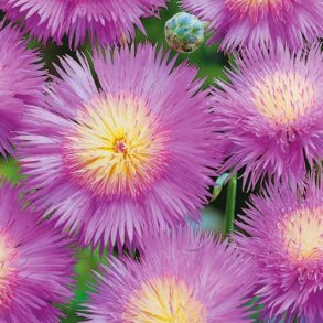 Duftknopurt graciosa 'Bright Rose' - XL