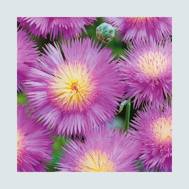 Duftknopurt graciosa 'Bright Rose' - XL