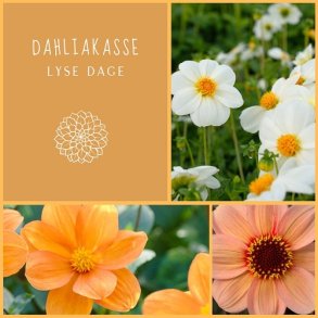Dahliakasse Lyse Dage - Bivenlig
