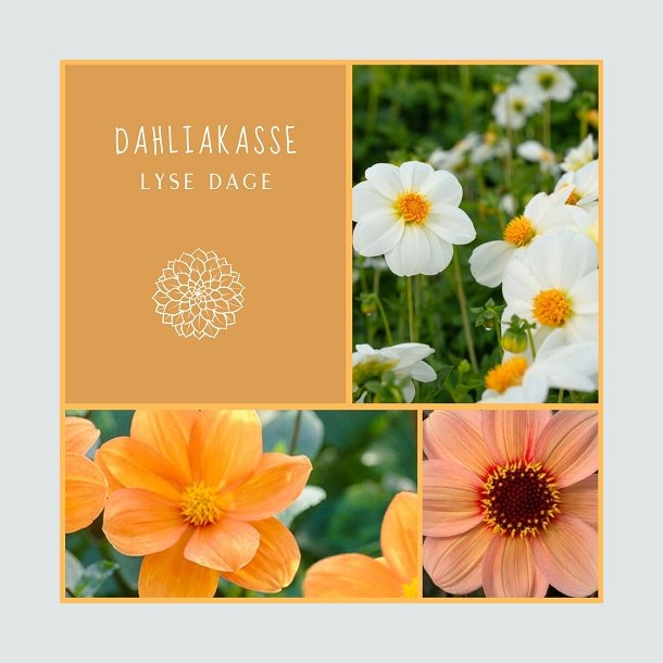 Dahliakasse Lyse Dage - Bivenlig