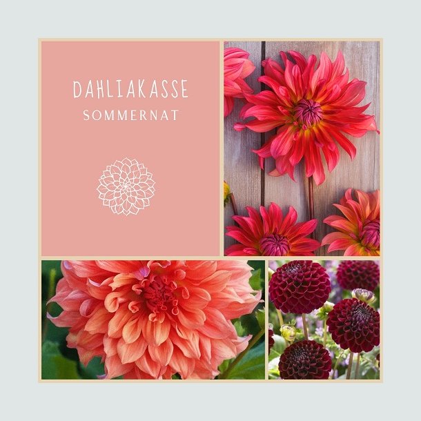 Dahliakasse Sommernat