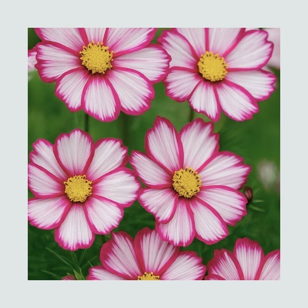 Cosmos 'Candy Stripe' - XL
