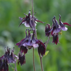 Akeleje 'William Guiness' - XL