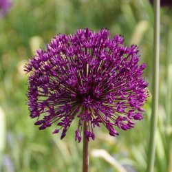 Prydl�g 'Purple Sensation'