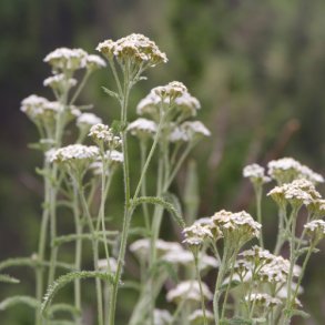 Almindelig Rllike- XL