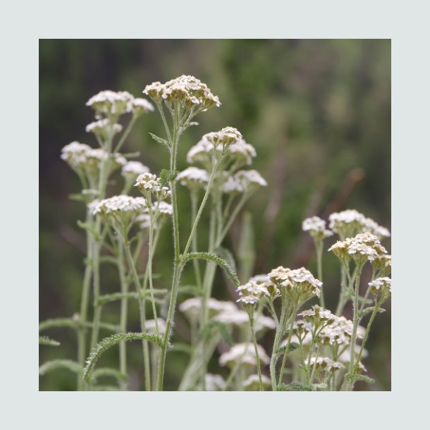 Almindelig Rllike- XL