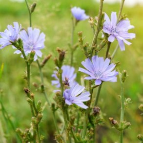 Almindelig cikorie - XL