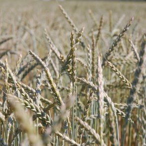 Almindelig Hvede - kologisk