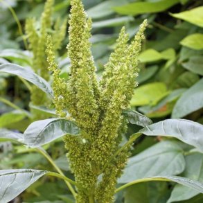 Amarant 'Green Thumb'