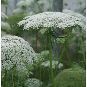 Tandstikkerurt 'Casablanca'