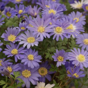 Balkananemone 'Blue Shades'