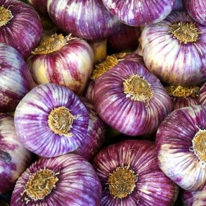 Hvidl�g 'Germidour'
