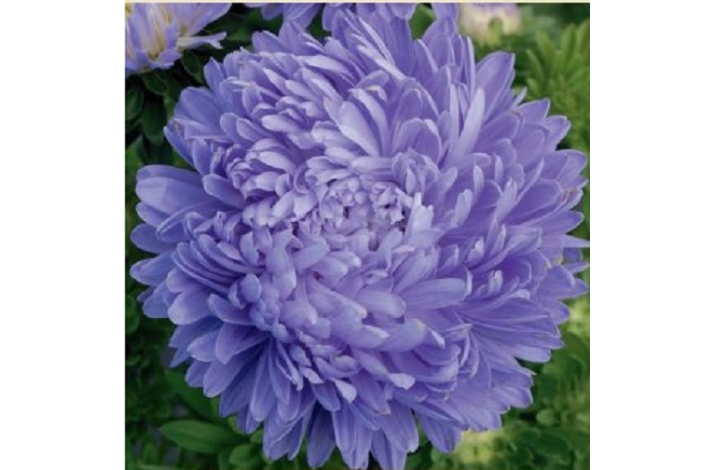 Sommerasters  'Paeony Light Blue'