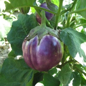 Aubergine 'Rotonda Bianca Sfumata di Rosa'- kologisk