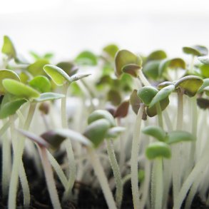 Spirer - Basilikum  kologisk