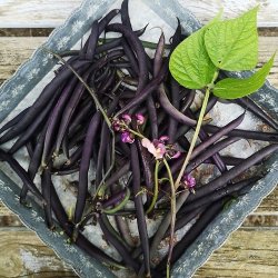 Buskbnne 'Purple Queen' - kologisk