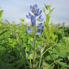 Lupin Bl - kologisk