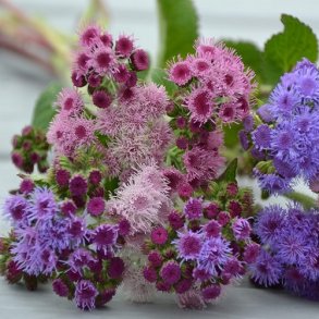 Blkvast 'Timeless Mixture'