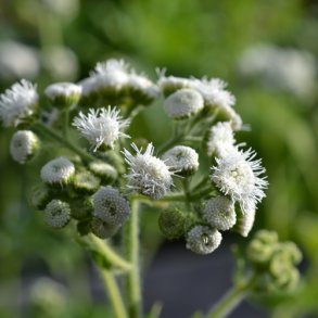 Blkvast 'White Cutting' - XL