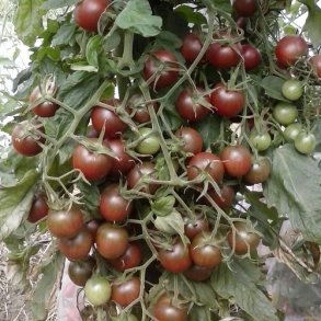 Tomat 'Black Cherry' - kologisk