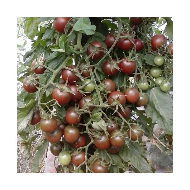 Tomat 'Black Cherry' - kologisk