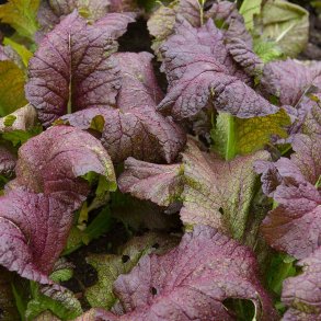 Bladsennep 'Red Giant'  - kologisk