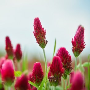 Blodklver - kologisk